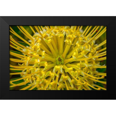 Pincushion flower Black Modern Wood Framed Art Print by Engelbrecht, Lisa S.