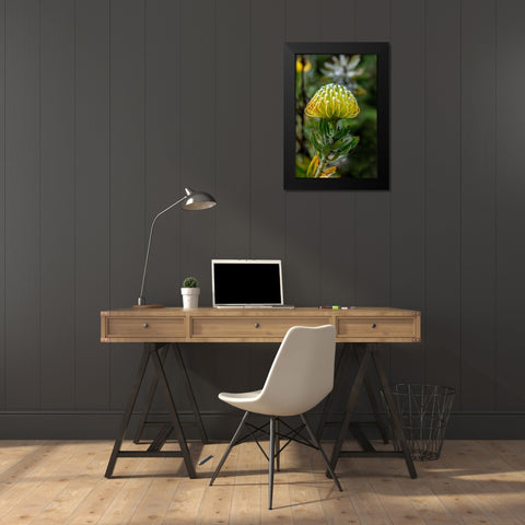 Pincushion flower Black Modern Wood Framed Art Print by Engelbrecht, Lisa S.