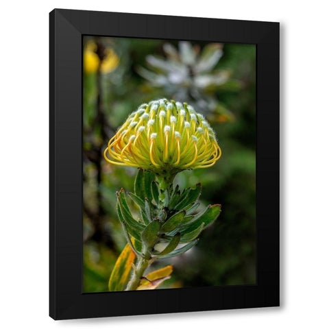 Pincushion flower Black Modern Wood Framed Art Print by Engelbrecht, Lisa S.