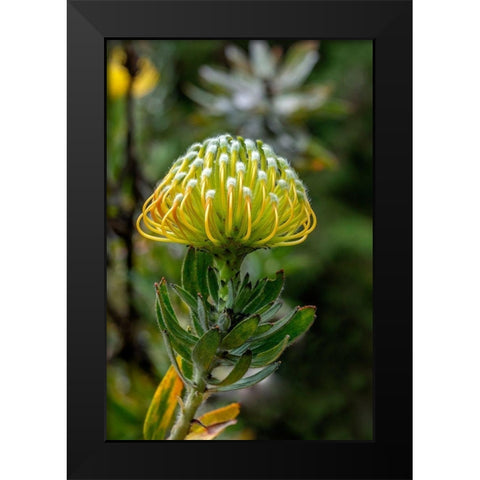 Pincushion flower Black Modern Wood Framed Art Print by Engelbrecht, Lisa S.