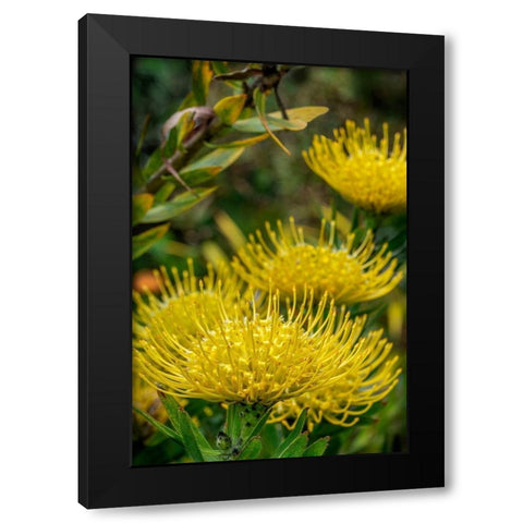 Pincushion flower Black Modern Wood Framed Art Print with Double Matting by Engelbrecht, Lisa S.