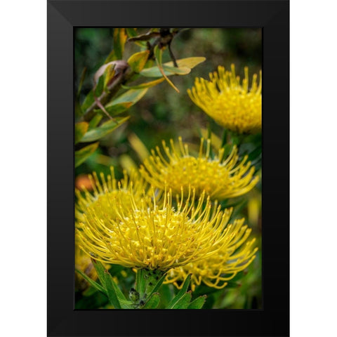 Pincushion flower Black Modern Wood Framed Art Print by Engelbrecht, Lisa S.