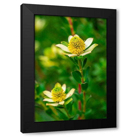Pincushion flower Black Modern Wood Framed Art Print by Engelbrecht, Lisa S.
