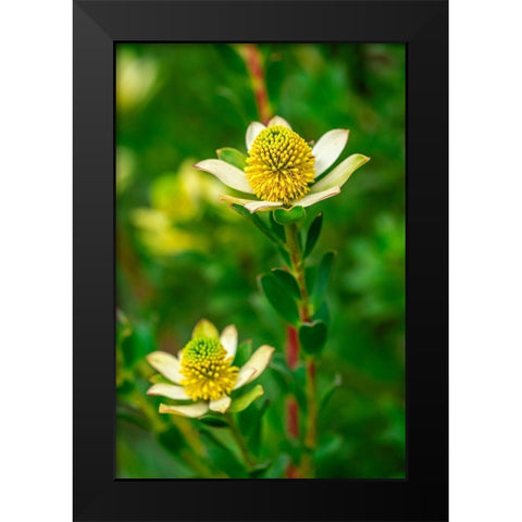 Pincushion flower Black Modern Wood Framed Art Print by Engelbrecht, Lisa S.