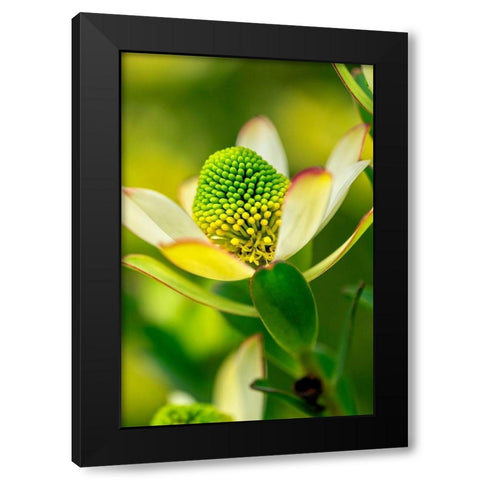 Pincushion flower Black Modern Wood Framed Art Print with Double Matting by Engelbrecht, Lisa S.