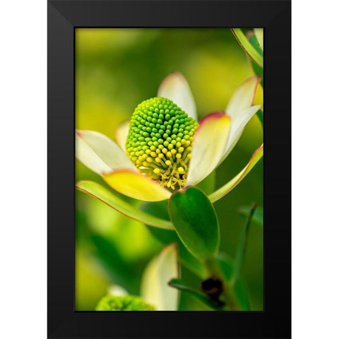 Pincushion flower Black Modern Wood Framed Art Print by Engelbrecht, Lisa S.