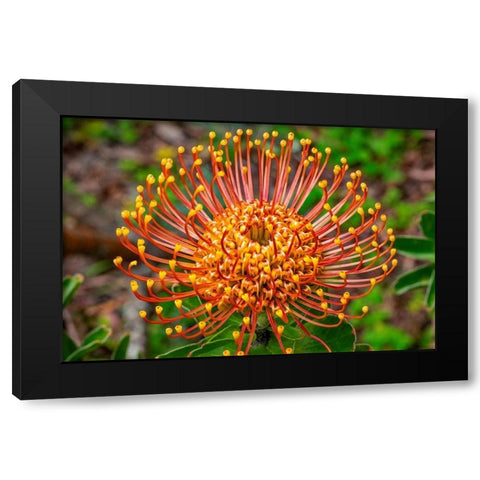 Pincushion Flower Black Modern Wood Framed Art Print by Engelbrecht, Lisa S.