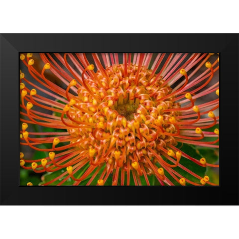 Pincushion Flower Black Modern Wood Framed Art Print by Engelbrecht, Lisa S.
