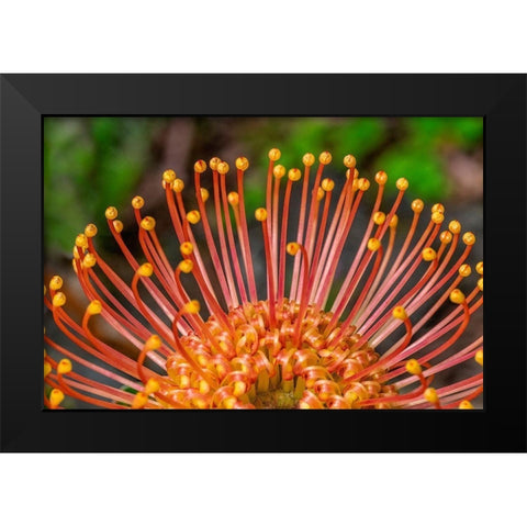 Pincushion Flower Black Modern Wood Framed Art Print by Engelbrecht, Lisa S.