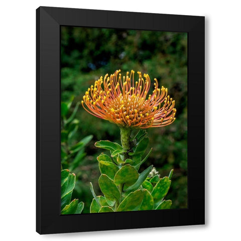 Pincushion Flower Black Modern Wood Framed Art Print by Engelbrecht, Lisa S.