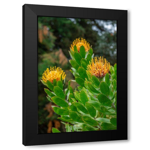 Pincushion flower Black Modern Wood Framed Art Print with Double Matting by Engelbrecht, Lisa S.