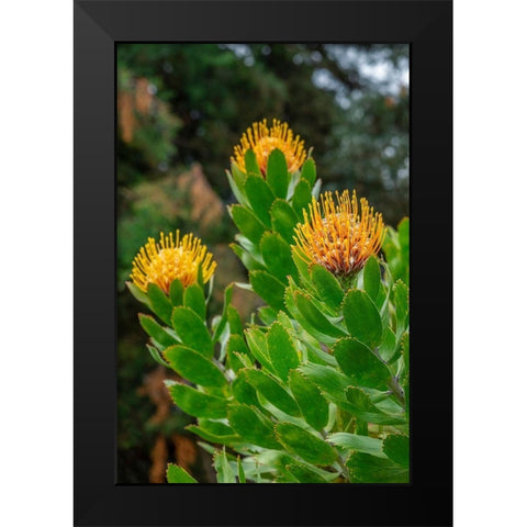 Pincushion flower Black Modern Wood Framed Art Print by Engelbrecht, Lisa S.