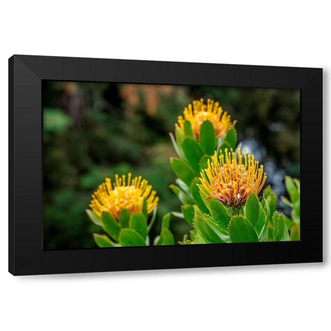 Pincushion flower Black Modern Wood Framed Art Print by Engelbrecht, Lisa S.