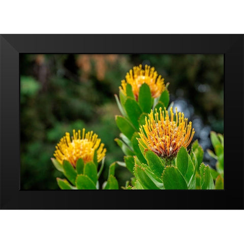 Pincushion flower Black Modern Wood Framed Art Print by Engelbrecht, Lisa S.