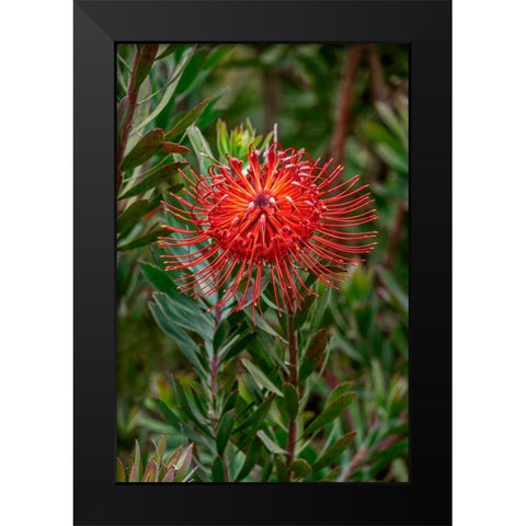 Pincushion flower Black Modern Wood Framed Art Print by Engelbrecht, Lisa S.