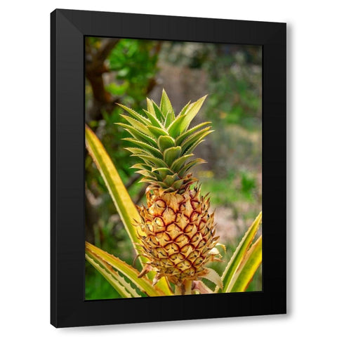 Pineapple plant Black Modern Wood Framed Art Print by Engelbrecht, Lisa S.