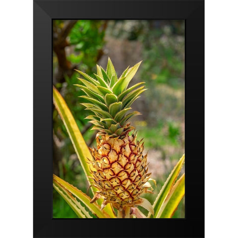 Pineapple plant Black Modern Wood Framed Art Print by Engelbrecht, Lisa S.