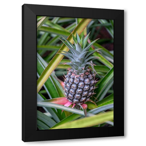 Pineapple plant Black Modern Wood Framed Art Print with Double Matting by Engelbrecht, Lisa S.
