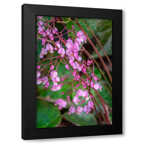 Pink Begonia Black Modern Wood Framed Art Print with Double Matting by Engelbrecht, Lisa S.