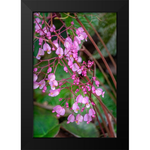 Pink Begonia Black Modern Wood Framed Art Print by Engelbrecht, Lisa S.