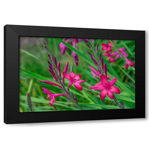 Pink Gladiolus Black Modern Wood Framed Art Print by Engelbrecht, Lisa S.
