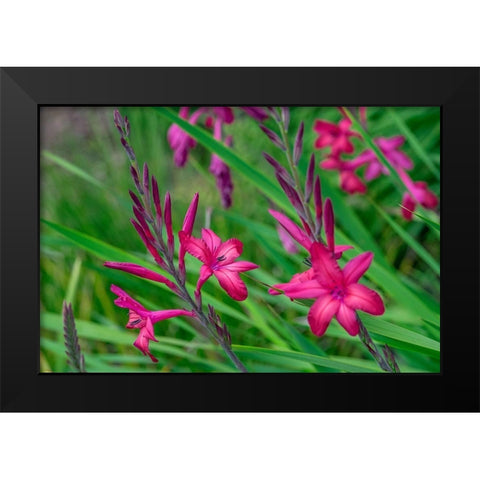 Pink Gladiolus Black Modern Wood Framed Art Print by Engelbrecht, Lisa S.