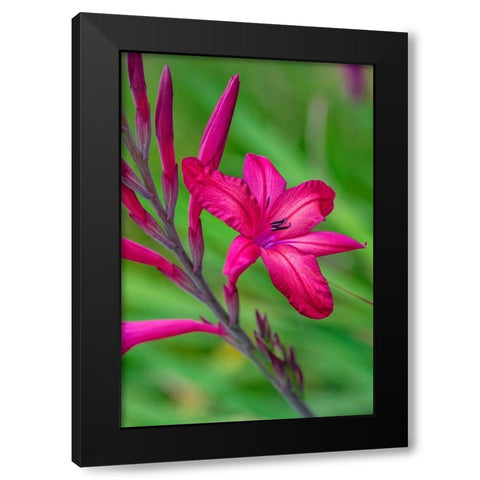 Pink Gladiolus Black Modern Wood Framed Art Print with Double Matting by Engelbrecht, Lisa S.