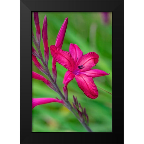 Pink Gladiolus Black Modern Wood Framed Art Print by Engelbrecht, Lisa S.