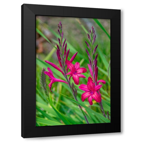 Pink Gladiolus Black Modern Wood Framed Art Print by Engelbrecht, Lisa S.