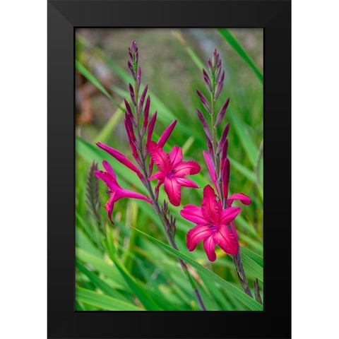 Pink Gladiolus Black Modern Wood Framed Art Print by Engelbrecht, Lisa S.