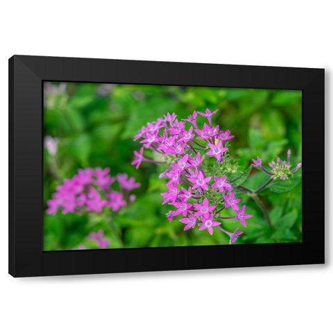 Pink Pentas Black Modern Wood Framed Art Print with Double Matting by Engelbrecht, Lisa S.