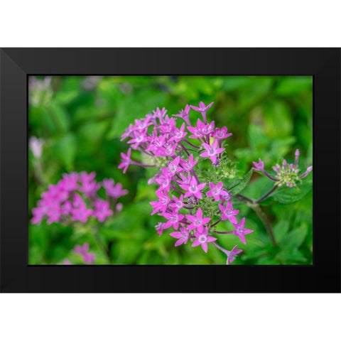 Pink Pentas Black Modern Wood Framed Art Print by Engelbrecht, Lisa S.