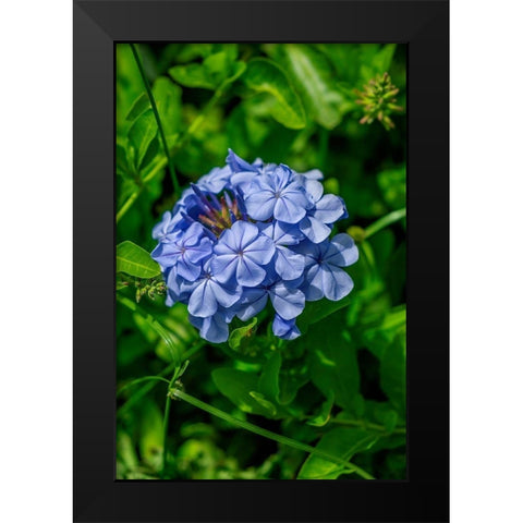 Plumbago plant Black Modern Wood Framed Art Print by Engelbrecht, Lisa S.