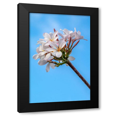 Plumeria Black Modern Wood Framed Art Print by Engelbrecht, Lisa S.