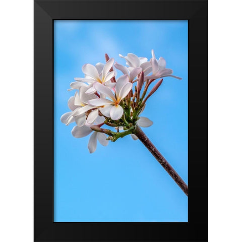 Plumeria Black Modern Wood Framed Art Print by Engelbrecht, Lisa S.