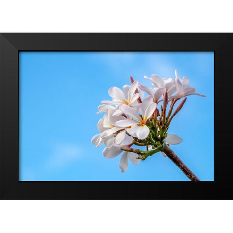 Plumeria Black Modern Wood Framed Art Print by Engelbrecht, Lisa S.
