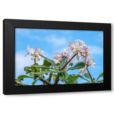 Plumeria Black Modern Wood Framed Art Print by Engelbrecht, Lisa S.