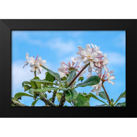 Plumeria Black Modern Wood Framed Art Print by Engelbrecht, Lisa S.