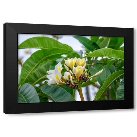 Plumeria Black Modern Wood Framed Art Print with Double Matting by Engelbrecht, Lisa S.