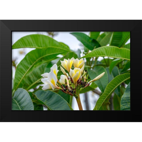 Plumeria Black Modern Wood Framed Art Print by Engelbrecht, Lisa S.