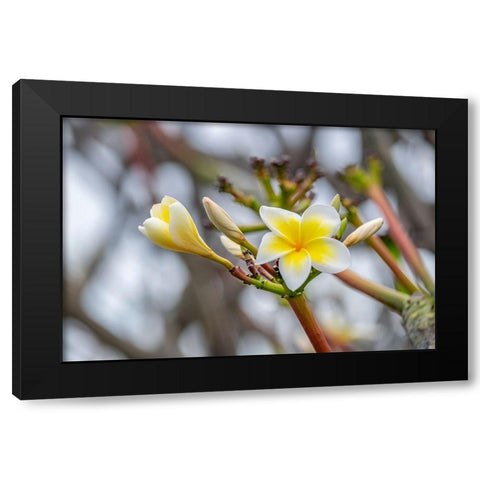 Plumeria Black Modern Wood Framed Art Print with Double Matting by Engelbrecht, Lisa S.