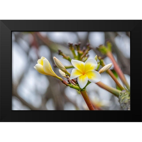 Plumeria Black Modern Wood Framed Art Print by Engelbrecht, Lisa S.