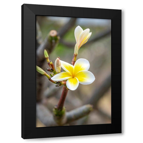 Plumeria Black Modern Wood Framed Art Print with Double Matting by Engelbrecht, Lisa S.