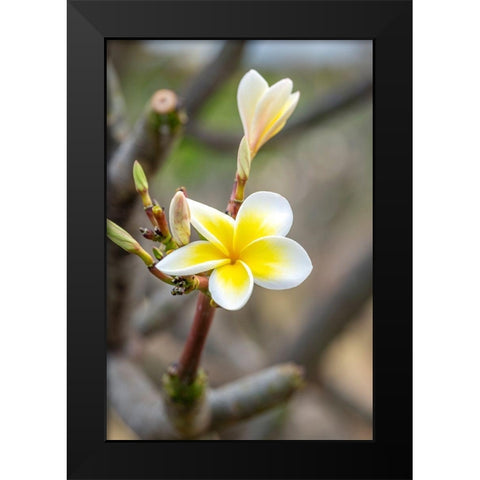 Plumeria Black Modern Wood Framed Art Print by Engelbrecht, Lisa S.