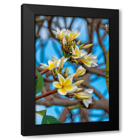 Plumeria Black Modern Wood Framed Art Print with Double Matting by Engelbrecht, Lisa S.