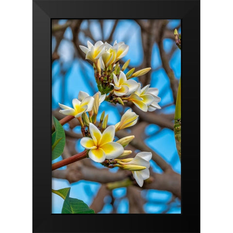 Plumeria Black Modern Wood Framed Art Print by Engelbrecht, Lisa S.