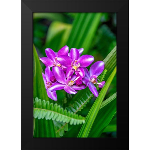 Purple orchid Black Modern Wood Framed Art Print by Engelbrecht, Lisa S.