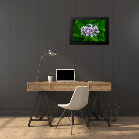 Purple Penta flower Black Modern Wood Framed Art Print by Engelbrecht, Lisa S.