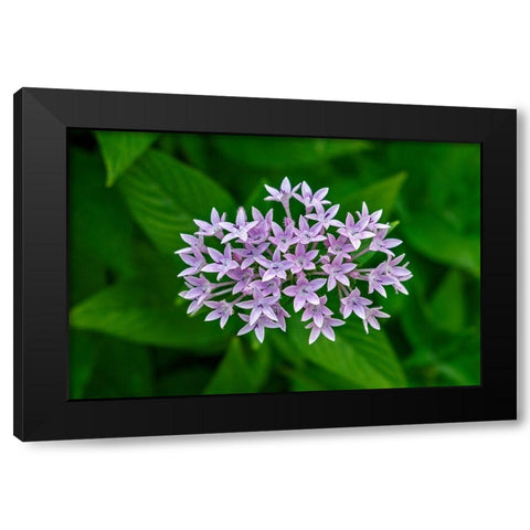 Purple Penta flower Black Modern Wood Framed Art Print with Double Matting by Engelbrecht, Lisa S.