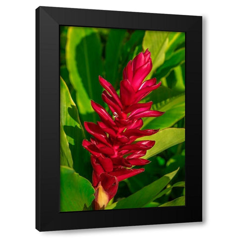 Red Ginger plant Black Modern Wood Framed Art Print by Engelbrecht, Lisa S.